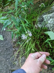 Amerallium