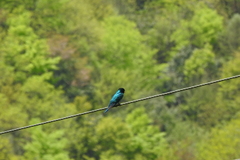 Chrysococcyx maculatus