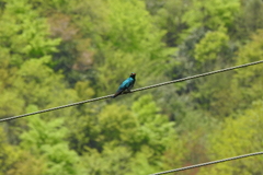 Chrysococcyx maculatus