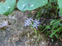 Amerallium