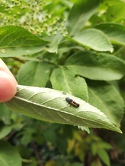 Harmonia axyridis