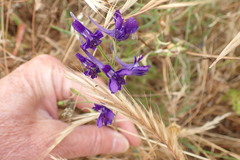 Delphinium consolida