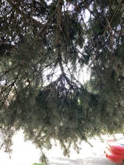 Picea