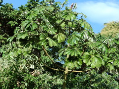 Cecropia