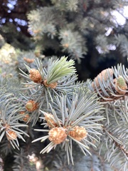 Picea