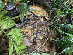 Chamaedorea stenocarpa