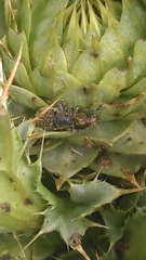 Rhinocyllus
