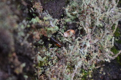 Desmognathus imitator