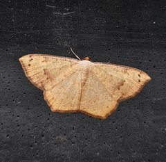 Peratostega deletaria