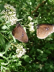 Euploea sylvester swinhoei