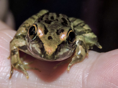 Lithobates forreri