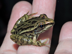 Lithobates forreri