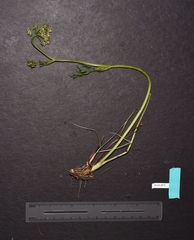 Ligusticum calderi
