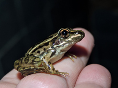 Lithobates forreri