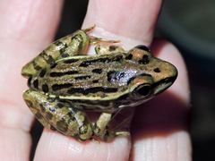 Lithobates forreri