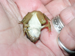 Lithobates forreri