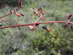 Desmodium subsessile