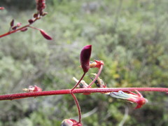 Desmodium subsessile