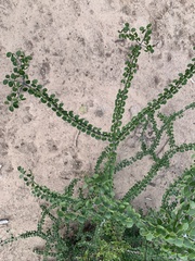 Gonopterodendron sarmientoi