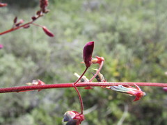 Desmodium subsessile