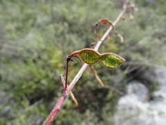 Desmodium subsessile
