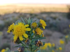 Euryops lateriflorus