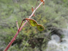 Desmodium subsessile
