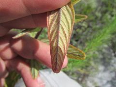 Desmodium subsessile