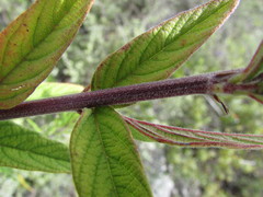 Desmodium subsessile
