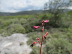 Desmodium subsessile