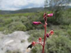 Desmodium subsessile