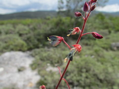 Desmodium subsessile