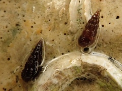 Cerithiopsis tubercularis