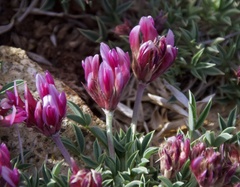 Trifolium nanum