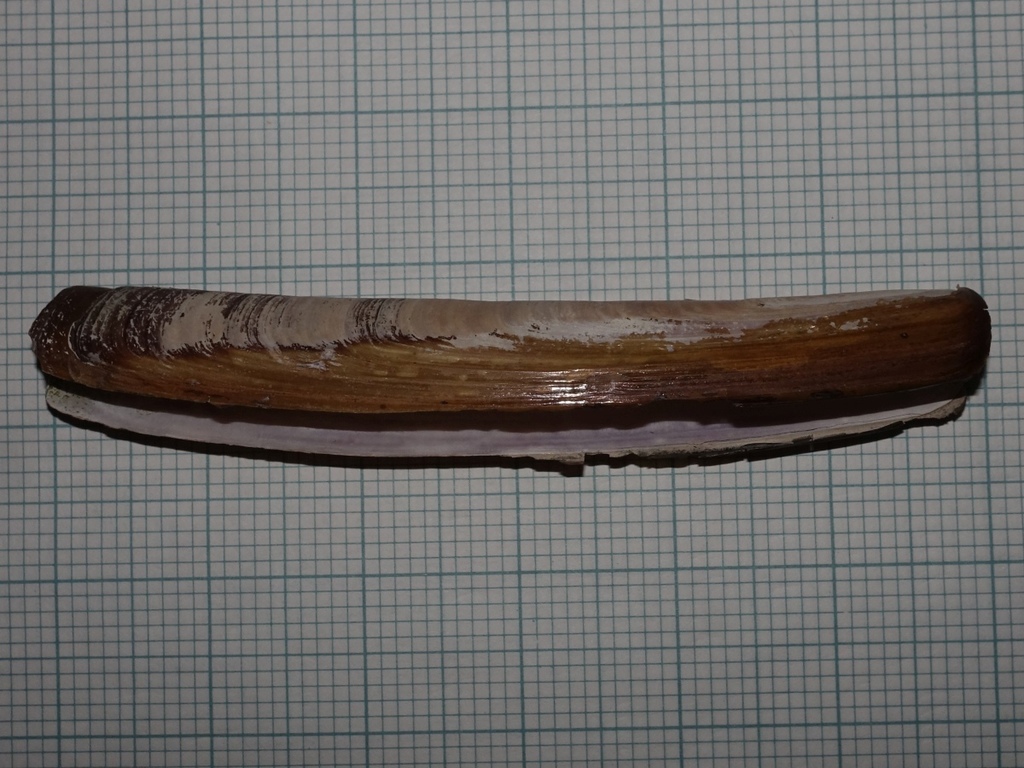 Arched Razor Shell