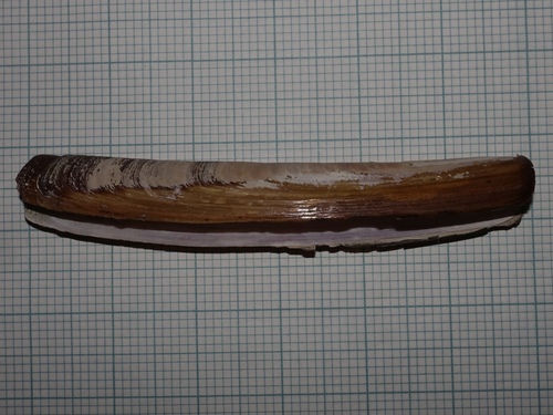 Arched Razor Shell