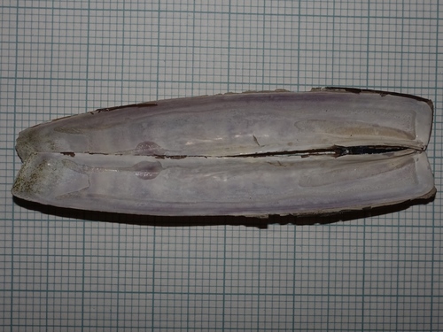 Arched Razor Shell