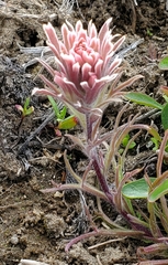 Castilleja pilosa pilosa