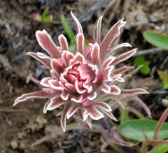 Castilleja pilosa pilosa