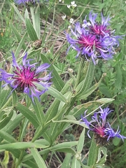 Centaurea triumfettii