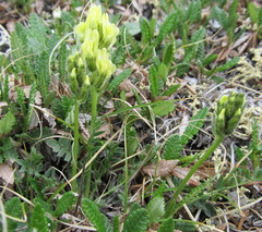 Oxytropis maydelliana
