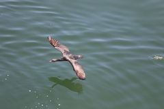 Phalacrocorax capensis