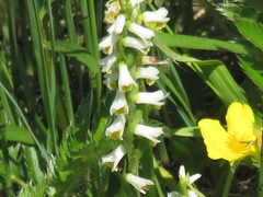 Spiranthes lucida