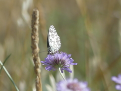 Melanargia