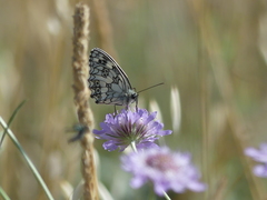 Melanargia