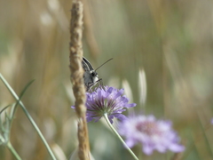 Melanargia