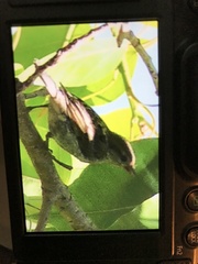 Passer domesticus