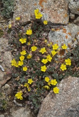 Potentilla rubricaulis