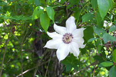 Clematis patens