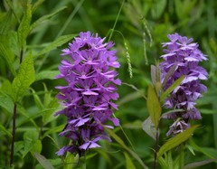Platanthera grandiflora